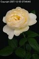 Rosa Peony Pink